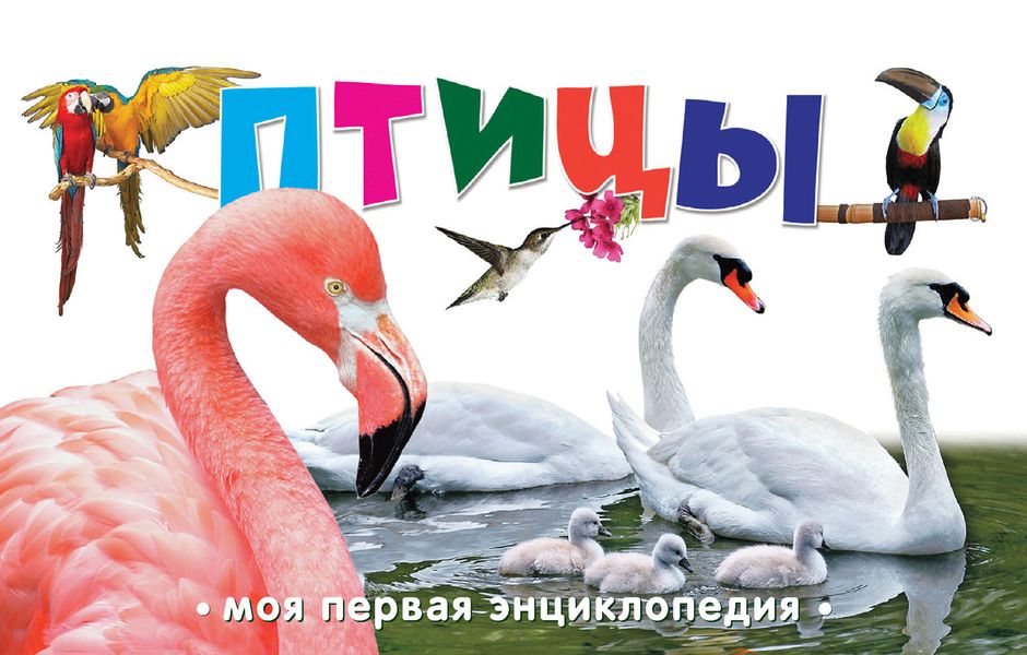 Птицы